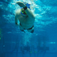 Illustration for article titled Austrian Underwater Rugby Nationals live